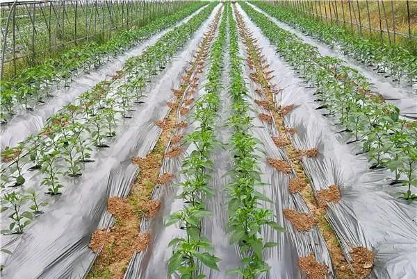 GB 13735聚乙烯农用地面覆盖薄膜：性能优化与农业增产指南
